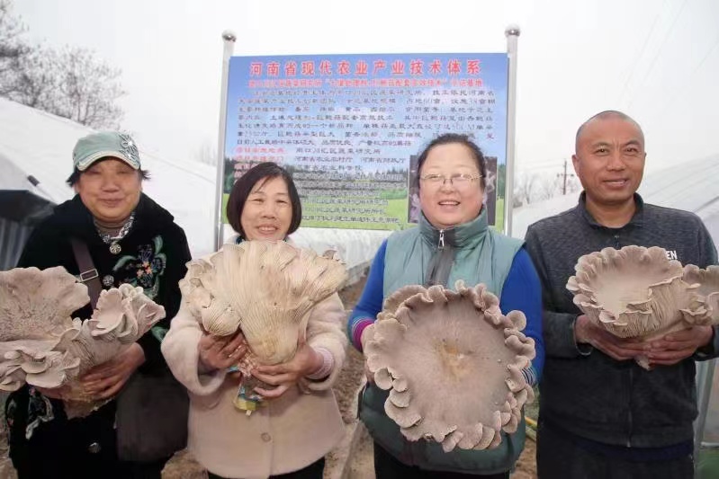 巨鮑菇配套高效技術(shù)