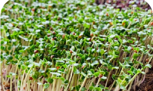 Microgreen